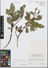Foto von Salix glabra Scop.